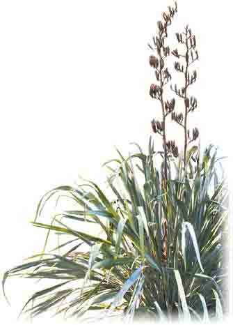 flax-plant.jpg