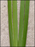holding a flax leaf