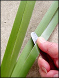 splitting a flax leaf