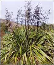 image of phormium cookianum flax