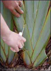 image of flax being cut