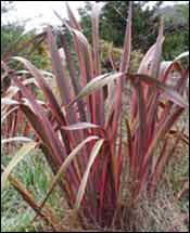 image of red flax